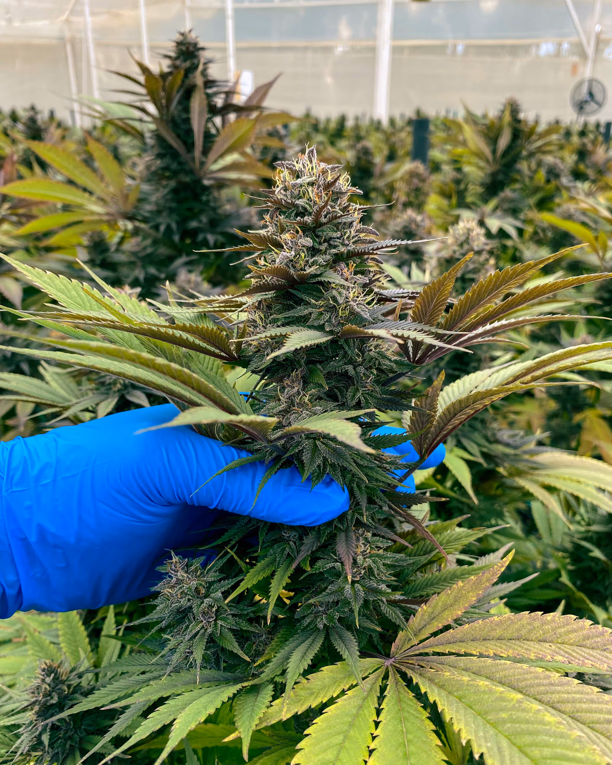 Calidad en Procesos Operativos de producción de Cannabis